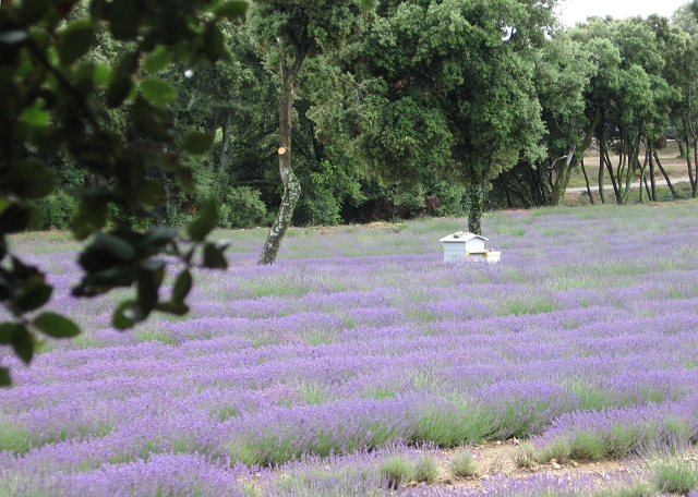 En Provence 2011_16