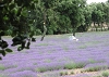 En Provence 2011_16