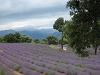 En Provence 2011_17