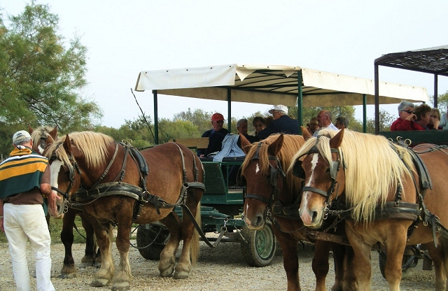 081012camargue_33