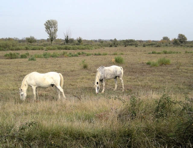 081012camargue_40