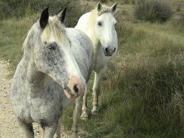 081012camargue_42