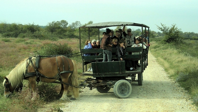 081012camargue_44