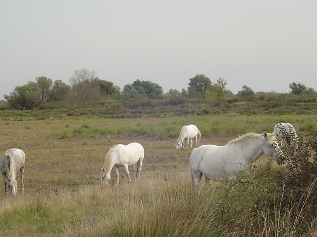 081012camargue_57