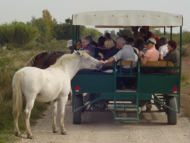 081012camargue_58