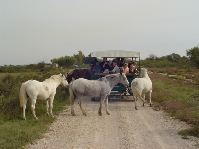 081012camargue_59