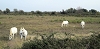 081012camargue_41