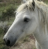 081012camargue_43