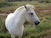 081012camargue_45